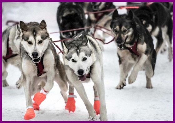 تصاویری از بزرگترین مسابقه سالیانه سورتمه کشی با سگ در جهان .جندی شاپور البرز