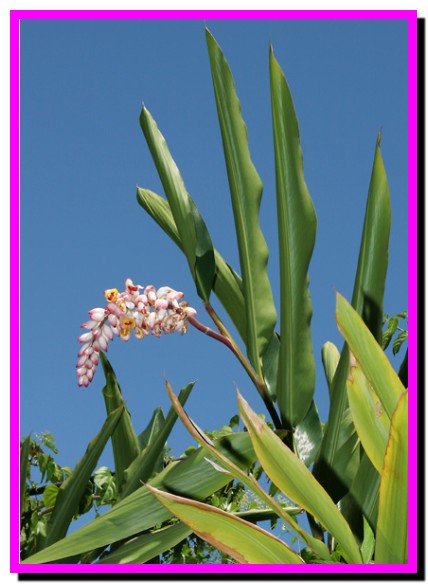 Alpinia zerumbet – Shell Ginger.جندی شاپور البرز